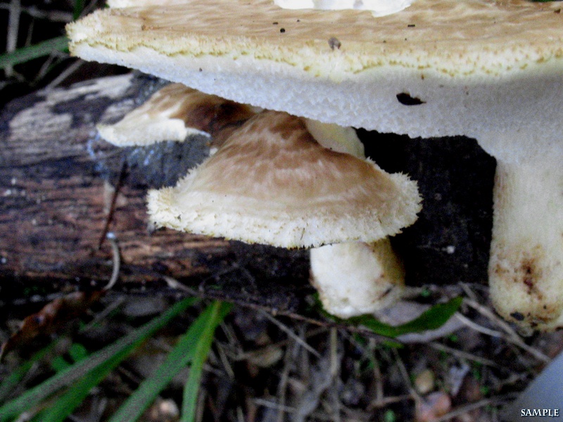 Polyporus tuberaster